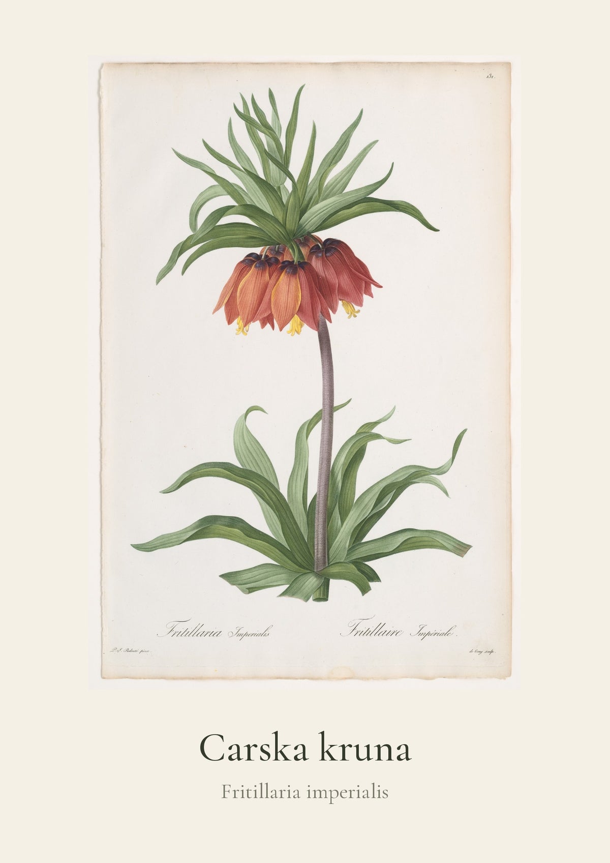 Carska kruna – botanički poster – dizajn