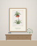 Carska kruna – botanički poster – na zidu