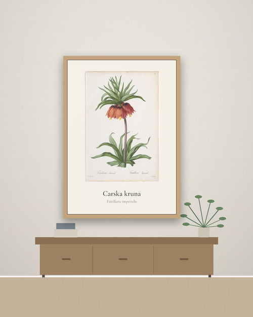 Carska kruna – botanički poster – na zidu