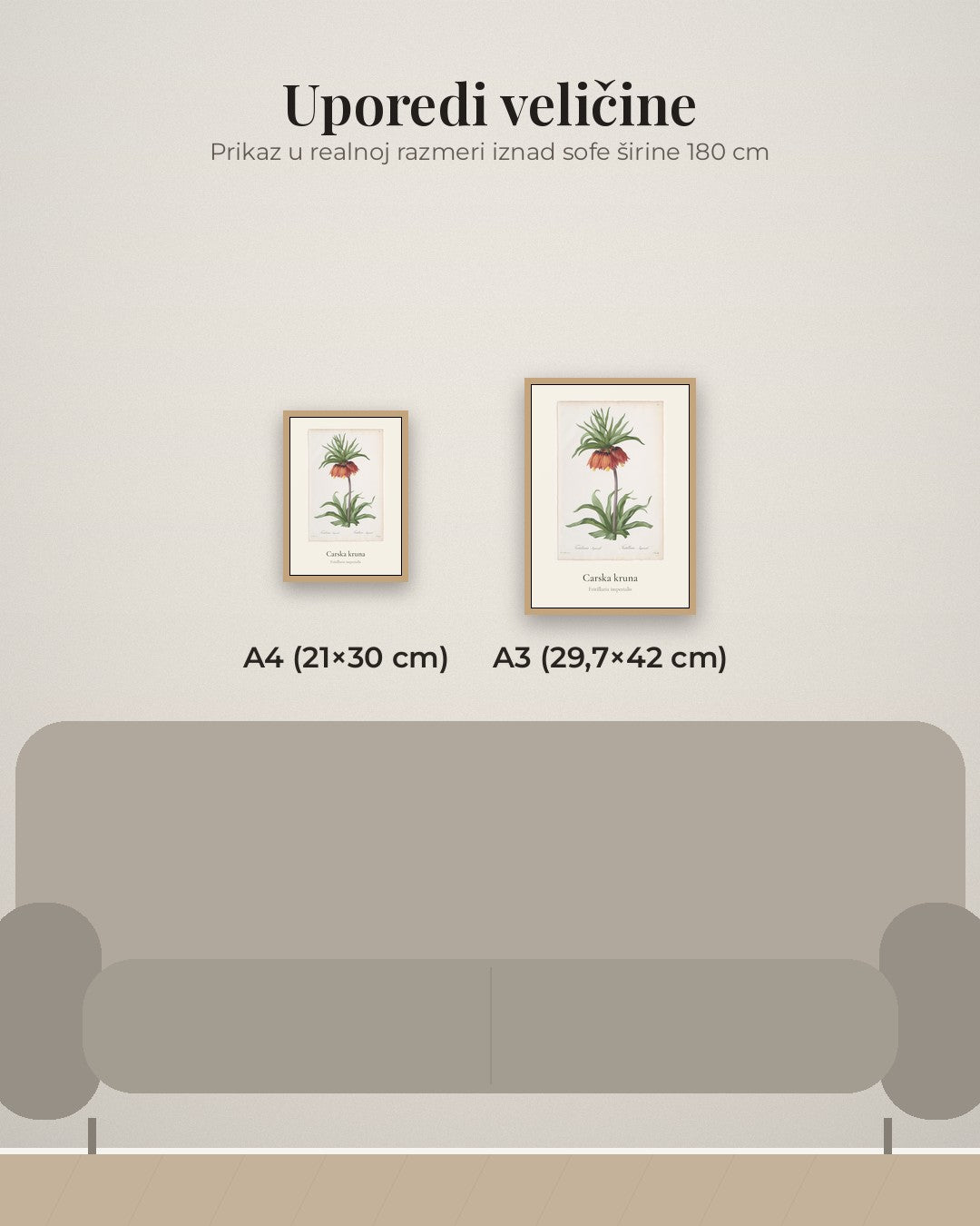 Carska kruna – botanički poster – poređenje veličina A4 (21×30 cm) i A3 (29,7×42 cm)