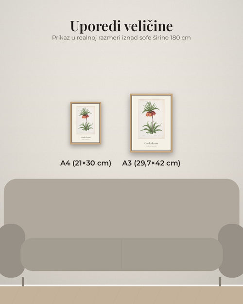 Carska kruna – botanički poster – poređenje veličina A4 (21×30 cm) i A3 (29,7×42 cm)
