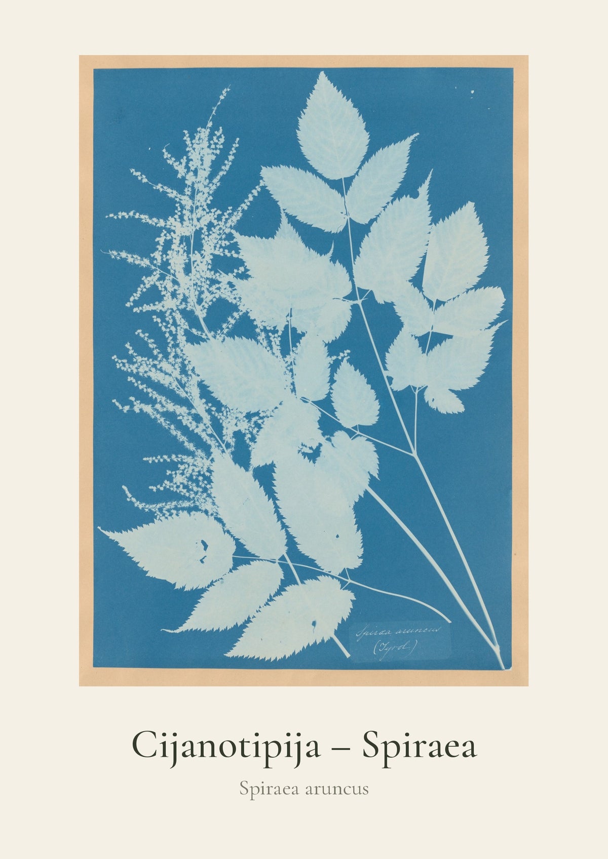 Cijanotipija – Spiraea – botanički poster – dizajn