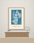 Cijanotipija – Spiraea – botanički poster – na zidu