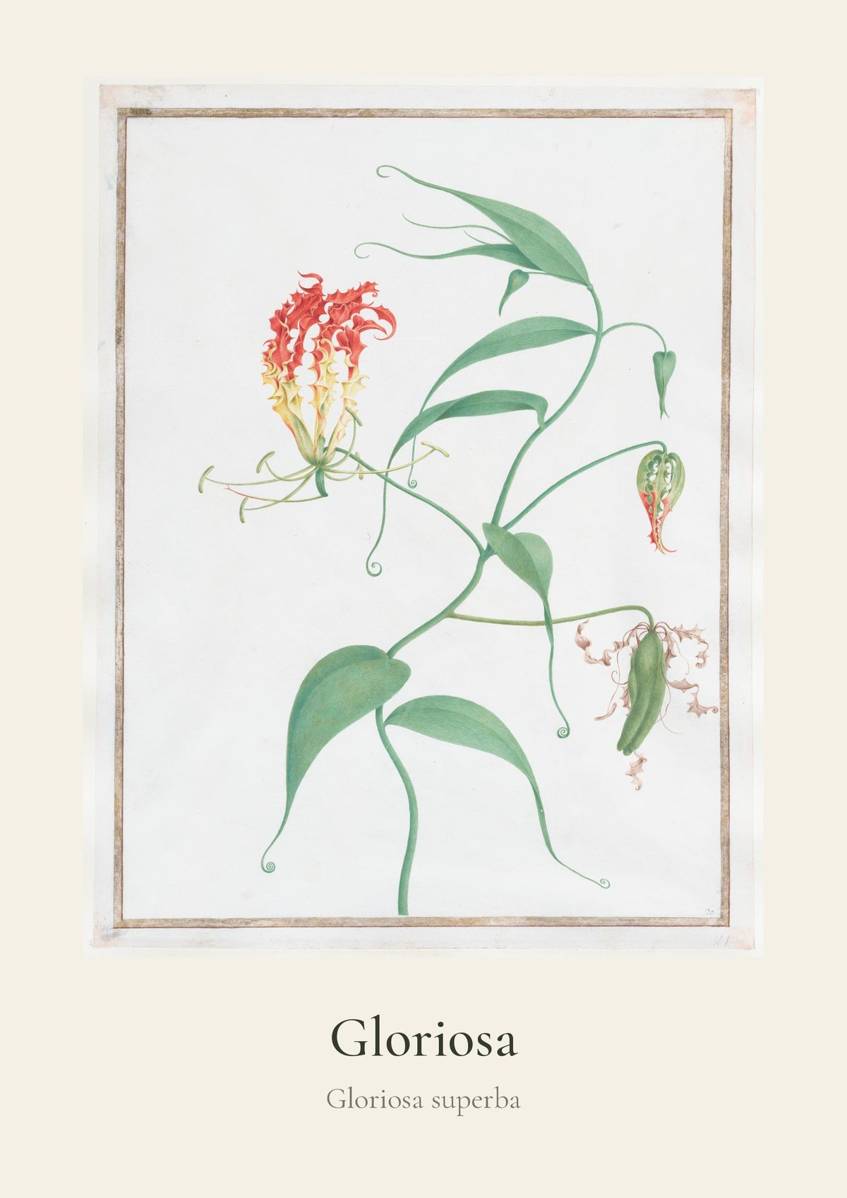 Gloriosa – botanički poster – dizajn