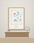 Gloriosa – botanički poster – na zidu