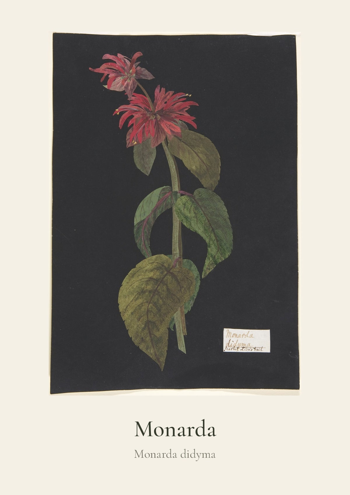 Monarda – botanički poster – dizajn