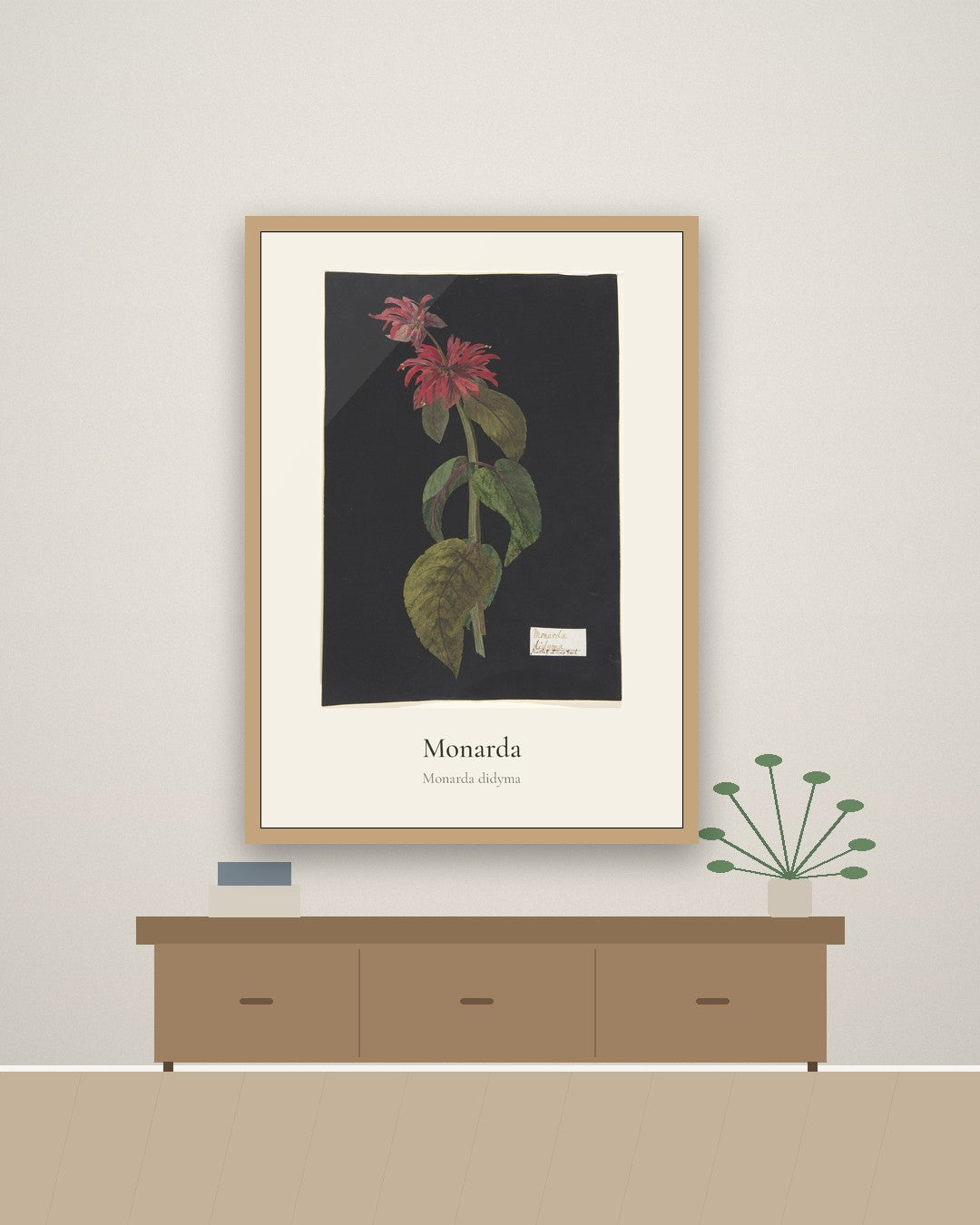 Monarda – botanički poster – na zidu