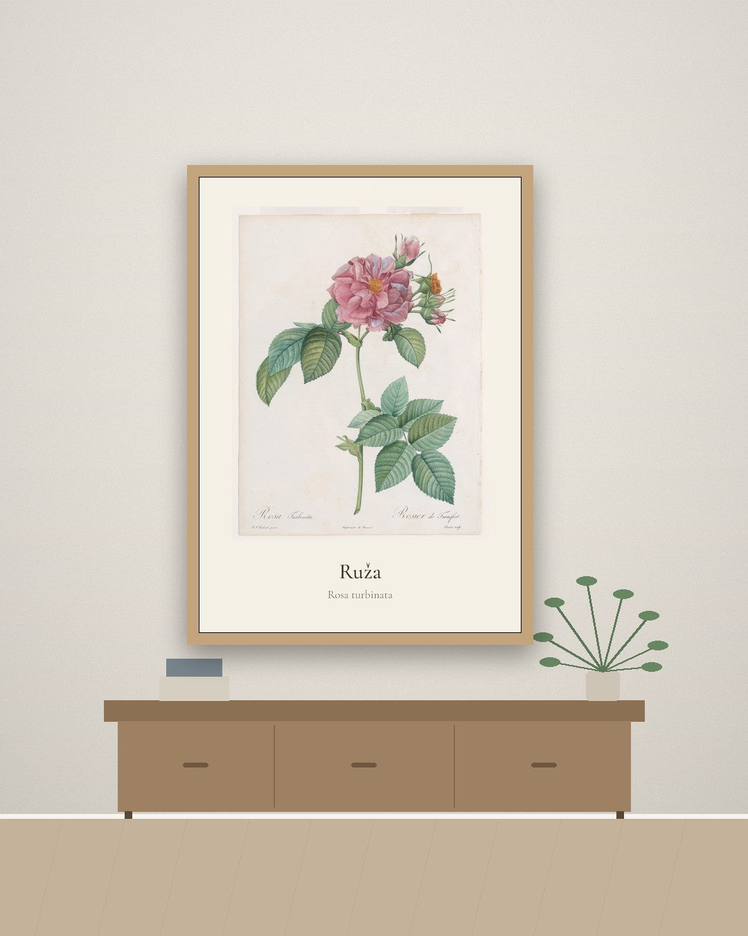Ruža – botanički poster – na zidu